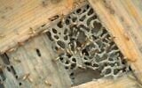 Dozens of Formosan termites eat wood at the lab where Nan-Yo Su, a professor of entomology at the University of Florida in Davie, conducts experiments, March 2, 1998.  (AP Photo/Victor R. Caivano)