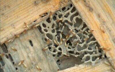 Dozens of Formosan termites eat wood at the lab where Nan-Yo Su, a professor of entomology at the University of Florida in Davie, conducts experiments, March 2, 1998.  (AP Photo/Victor R. Caivano)