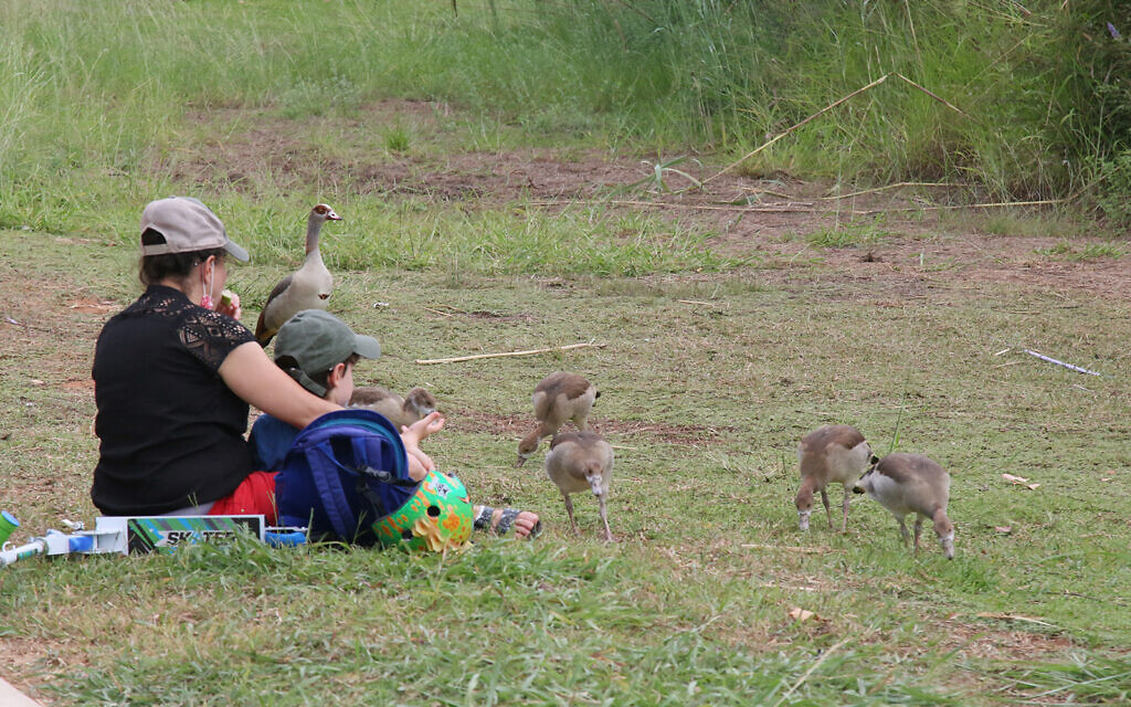 Waterfowl in the Hod Hasharon ecological park, which features trails, a catfish-filled stream, a lake, a bridge, exercise equipment and scenic overlooks. (Shmuel Bar-Am)