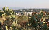 Ripe fruit and a view of the modern city of Modiin seen from the Givat Titora archaeological garden. (Shmuel Bar-Am)