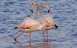 Flamingos (aka Phoenicopterus Roseus) are pictured at a reservoir in Atlit, north of  Tel Aviv on October 13, 2020. (JACK GUEZ / AFP)