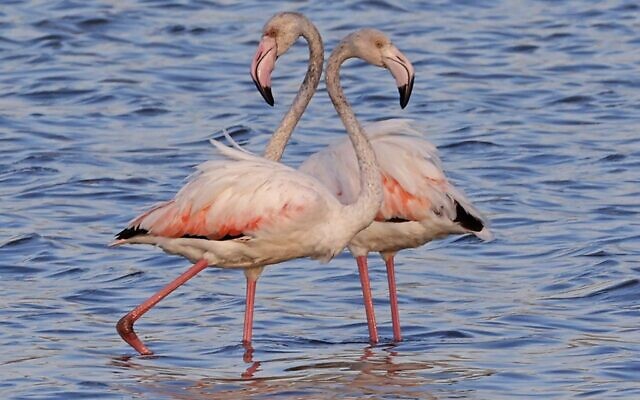 Flamingos (aka Phoenicopterus Roseus) are pictured at a reservoir in Atlit, north of  Tel Aviv on October 13, 2020. (JACK GUEZ / AFP)