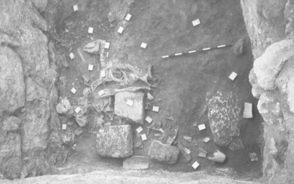 Complete animal skeleton and ivories in the western half of the northern room of the Treasury, looking east (courtesy Oriental Institute of the University of Chicago)