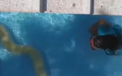 Inbar Regev, 8, swimming with her family's pet python snake in their home in Ge'a, southern Israel. (Screenshot: Twitter)