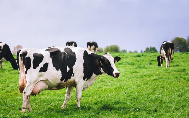Illustrative image of dairy cows in a meadow (Shigapov; iStock by Getty Images) Illustrative image of dairy cows in a meadow (Shigapov; iStock by Getty Images)