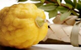 An etrog fruit. (edelmar/Getty Images via JTA)