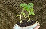 Using old surgical masks as plant pots. (Courtesy, Pablo Chercasky, Director of the KKL-JNF Jewish National Fund's Gilat Tree Nursery in southern Israel)