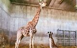 Akia, a 26-year-old giraffe, and her newborn are seen at the Jerusalem Biblical Zoo. (Jerusalem Biblical Zoo)
