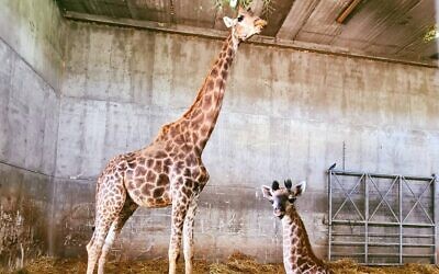 Akia, a 26-year-old giraffe, and her newborn are seen at the Jerusalem Biblical Zoo. (Jerusalem Biblical Zoo)
