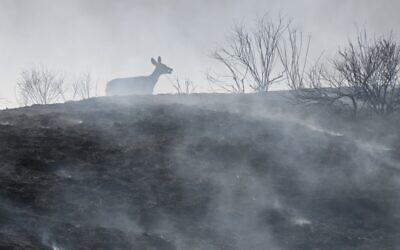 A distressed deer runs on burnt ground at the Blue Ridge Fire in Chino, California, October 27, 2020 (Robyn Beck / AFP)