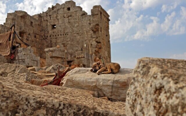 A dog rests near the ruins of a Roman temple at a makeshift camp of Syrians displaced by war at the UNESCO-listed site of Baqirha not far from the Turkish border, in a region of northwest Syria filled with abandoned Roman and Byzantine settlements (Abdulaziz Ketaz / AFP)