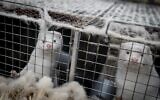 Minks look out from their cage at the farm of Henrik Nordgaard Hansen and Ann-Mona Kulsoe Larsen as they have to kill off their herd, which consists of 3,000 mother mink and their cubs on their farm near Naestved, Denmark, on November 6, 2020. (Mads Claus Rasmussen/Ritzau Scanpix/AFP)