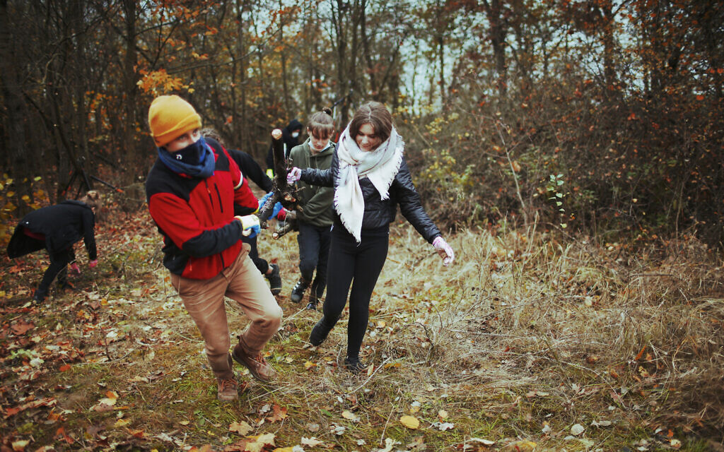 Members of the Wagabunda Scouts troop haul a fallen tree out of the the Jewish cemetery of Nowe Miasto, Poland, November 11, 2020. (Julia Bandurska/ via JTA)