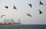 File: Seagulls fly over the Red Sea port city of Jiddah, Saudi Arabia, Oct. 11, 2019 (AP Photo/Amr Nabil)