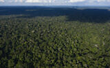 This November 22, 2019, aerial photo shows trees at the Renascer Reserve in the Amazon rainforest in Prainha, Para state, Brazil (AP Photo/Leo Correa)
