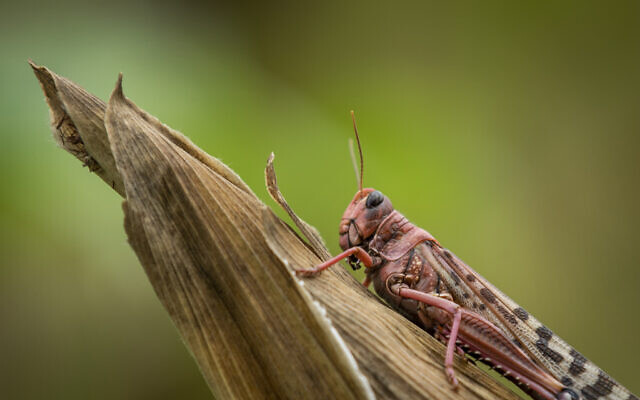 Illustrative: A desert locust sits on a maize plant at a farm in Katitika village, Kitui county, Kenya, January 24, 2020. (AP Photo/Ben Curtis)