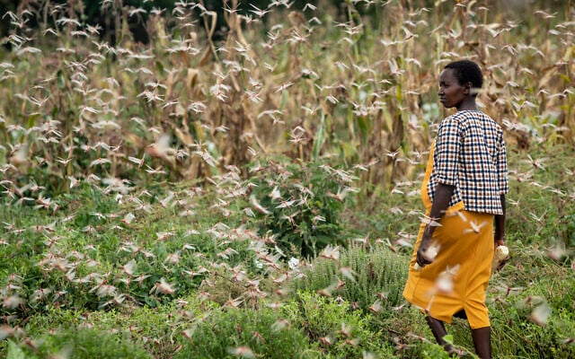 Illustrative: A farmer looks across as swarms of desert locusts feed on her crops, in Katitika village, Kitui county, Kenya January 24, 2020. (AP Photo/Ben Curtis)
