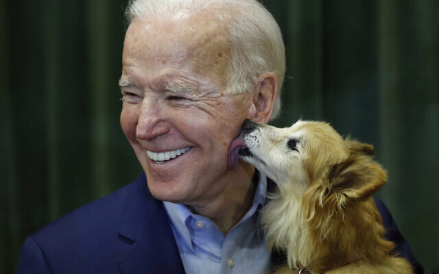 Illustrative: Democratic presidential candidate, former Vice President Joe Biden reacts as Roxy the dog licks his cheek during a campaign event, Saturday, Feb. 15, 2020, at K.O. Knudson Middle School in Las Vegas. (AP Photo/Patrick Semansky) Illustrative: Democratic presidential candidate, former Vice President Joe Biden reacts as Roxy the dog licks his cheek during a campaign event, Saturday, Feb. 15, 2020, at K.O. Knudson Middle School in Las Vegas. (AP Photo/Patrick Semansky)