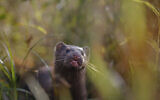 Illustrative: A mink sniffs the air as he surveys the river beach in search of food, in meadow near the village of Khatenchitsy, northwest of Minsk, Belarus, September 4, 2015. (Sergei Grits/AP)