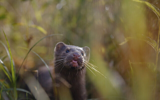 Illustrative: A mink sniffs the air as he surveys the river beach in search of food, in meadow near the village of Khatenchitsy, northwest of Minsk, Belarus, September 4, 2015. (Sergei Grits/AP) Illustrative: A mink sniffs the air as he surveys the river beach in search of food, in meadow near the village of Khatenchitsy, northwest of Minsk, Belarus, September 4, 2015. (Sergei Grits/AP)