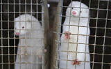 Minks look out of a cage at a fur farm in the village of Litusovo, northeast of Minsk, Belarus, December 6, 2012. (AP/Sergei Grits)