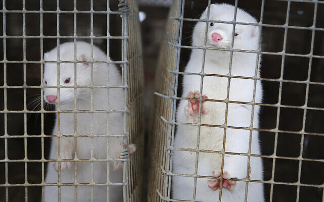 Minks look out of a cage at a fur farm in the village of Litusovo, northeast of Minsk, Belarus, December 6, 2012. (AP/Sergei Grits) Minks look out of a cage at a fur farm in the village of Litusovo, northeast of Minsk, Belarus, December 6, 2012. (AP/Sergei Grits)