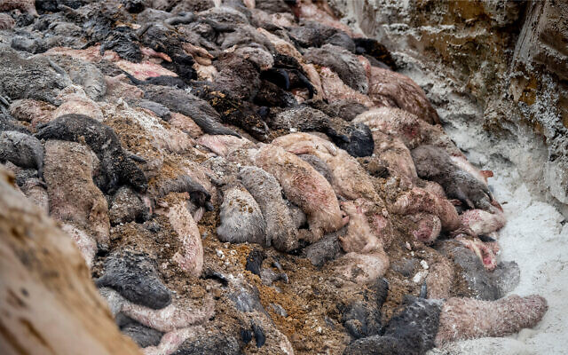 Mink are buried in a mass grave as Danish health authorities, assisted by members of the Danish Armed Forces, dispose of the animals near Holstebro, Denmark, November 9 2020. (Morten Stricker/Ritzau Scanpix via AP) Mink are buried in a mass grave as Danish health authorities, assisted by members of the Danish Armed Forces, dispose of the animals near Holstebro, Denmark, November 9 2020. (Morten Stricker/Ritzau Scanpix via AP)