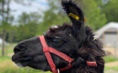 Wally the llama, source of llama antibodies for COVID-19. (courtesy of Dina Schneidman-Duhovny)