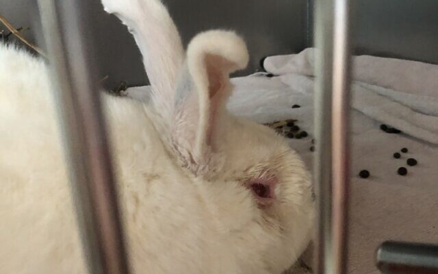A rabbit at Freedom Farm undergoing  treatment for an eye infection incurred while it was used for experiments (Sue Surkes/Times of Israel)