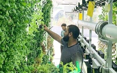 An illustration of vegetables growing on walls by Vertical Field. (Courtesy)