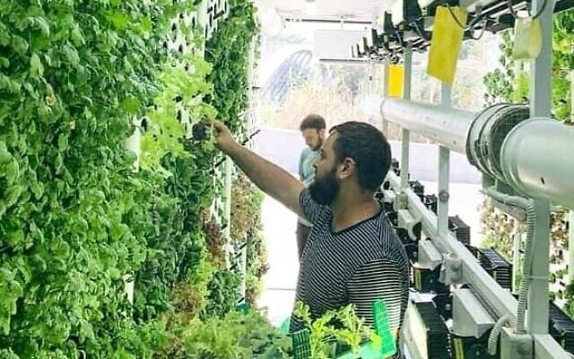 An illustration of vegetables growing on walls by Vertical Field. (Courtesy)