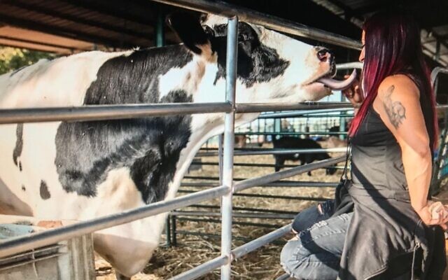 Sharon Cohen with a bovine friend at the Starting Over animal sanctuary in Moshav Herut, central Israel. (Revital Topiol)