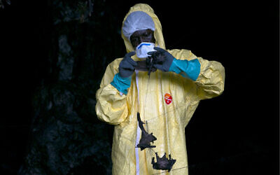 A researcher with Franceville International Medical Research Centre collects bats in a net inside a cave in the Zadie region in Gabon, November 25, 2020. (Steeve Jordan/AFP)