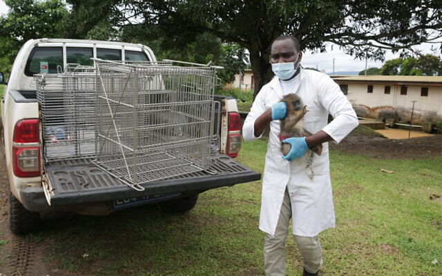 A veterinarian with the primatology center of the Franceville interdisciplinary Medical Research Centre carries a monkey into a cage after it was caught at a private residence in Franceville, Gabon, November 25, 2020. (Steeve Jordan/AFP)
