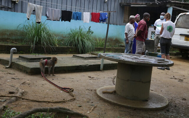 A monkey on a leash at a private residence in the Moanda district in Franceville, Gabon, November 21, 2020. (Steeve Jordan/AFP)
