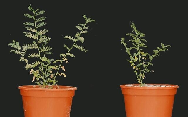 Phosphorus-starved chickpea plant dusted with phosphorus (left) shows more growth than control. (Sudeep Tiwari, Yonatan Weizman, Volcani Agricultural Research Organization) Phosphorus-starved chickpea plant dusted with phosphorus (left) shows more growth than control. (Sudeep Tiwari, Yonatan Weizman, Volcani Agricultural Research Organization)