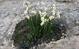 Intensely fragrant wild narcissi flowering out of the rock just outside of the city of Dimona, in southern Israel, December 21, 2020. (Sue Surkes/Times of Israel)