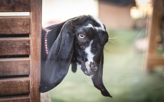 A rescued goat at the Starting Over animal sanctuary in Moshav Herut, central Israel. (Revital Topiol)