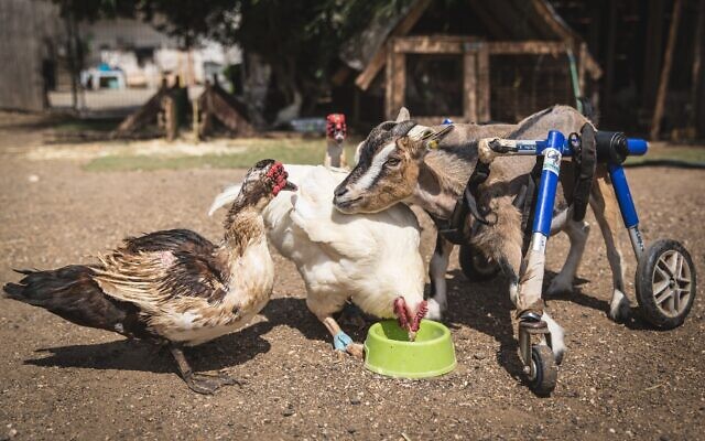 Friends of a feather: At the Starting Over animal sanctuary in Moshav Herut, central Israel. (Revital Topiol)