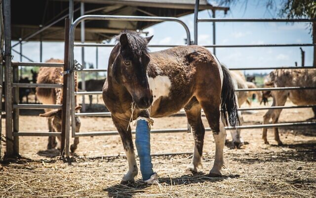An injured horse at the Starting Over animal sanctuary in Moshav Herut, central Israel. (Revital Topiol)