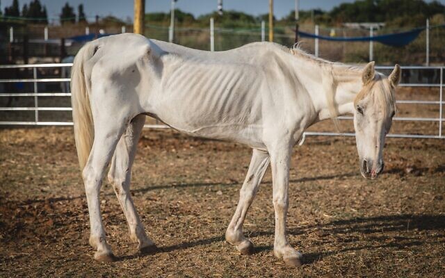 A half starved horse rescued by the Starting Over animal sanctuary in Moshav Herut, central Israel. (Revital Topiol)