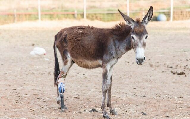A donkey rescued by the Starting Over animal sanctuary in Moshav Herut, central Israel. (Revital Topiol)