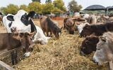 Tucking in at the Starting Over animal sanctuary in Moshav Herut, central Israel. (Revital Topiol)