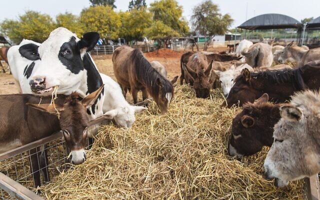 Tucking in at the Starting Over animal sanctuary in Moshav Herut, central Israel. (Revital Topiol)