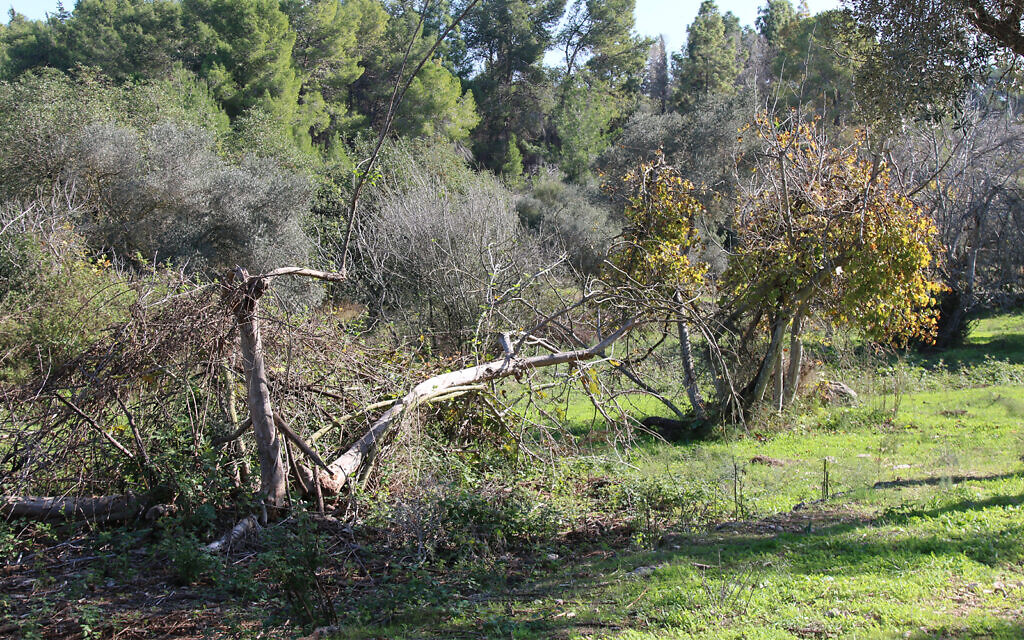 The Valley of the Springs outside Modiin has a 40-minute long nature trail and is located outside Modiin. (Shmuel Bar-Am)