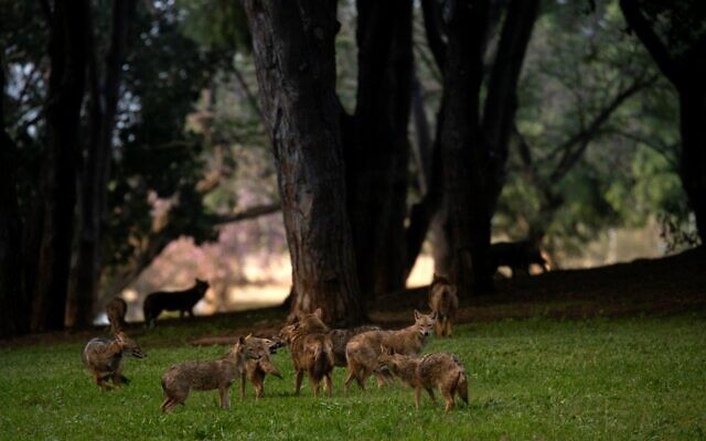 Ofer Vaknin's photo of jackals taking over Tel Aviv's Yarkon Park during the coronavirus lockdown, part of the 'Local Testimony' photo exhibit, opening December 24, 2020 in Tel Aviv (Courtesy 'Local Testimony')