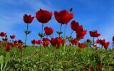 A field of anemones in Israel's northern Negev region, home to the annual Darom Adom festival, taking place February 2021 (Courtesy Darom Adom)