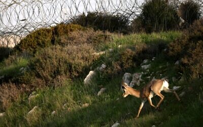 A mountain gazelle runs in front of a barbed wire fence near a populated area on a hill next to a forest in the suburb of Jerusalem on January 12, 2021. (MENAHEM KAHANA / AFP)
