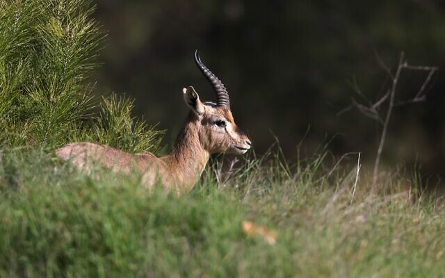 A mountain gazelle is pictured on a hill next to a forest in a suburb of Jerusalem on January 7, 2021. (MENAHEM KAHANA / AFP) A mountain gazelle is pictured on a hill next to a forest in a suburb of Jerusalem on January 7, 2021. (MENAHEM KAHANA / AFP)