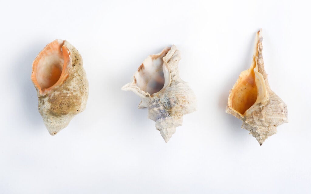 Species of murex found on Israeli coasts (right to left): Spiny Dye-Murex (Murex brandaris); Banded Dye-Murex (Murex trunculus), and Red-Mouthed Rock-shell (Murex haemastoma) (Shachar Cohen, courtesy of Zohar Amar)